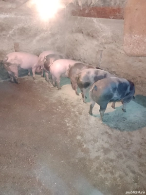 ultimii 2  - imagine 2