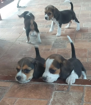 Beagle       . - imagine 4