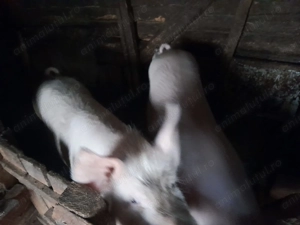 porci crescuti naturali - imagine 3