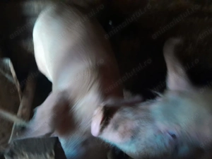 porci crescuti naturali - imagine 6