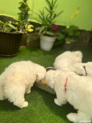 Vind Căței Bichin Maltez  Mini Toy - imagine 2