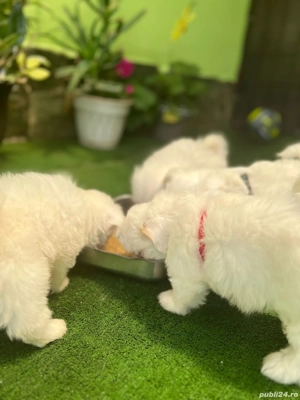 Vind Căței Bichin Maltez  Mini Toy