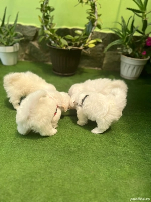 Vind Căței Bichin Maltez  Mini Toy - imagine 5