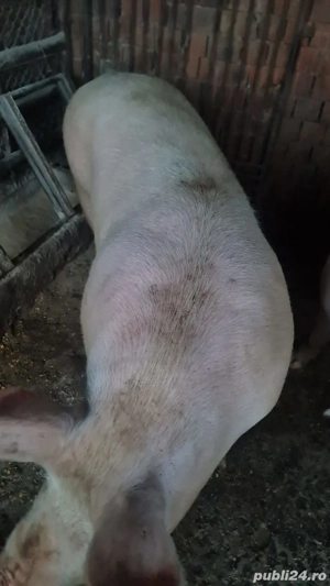 Vand porci de tăiat - imagine 4