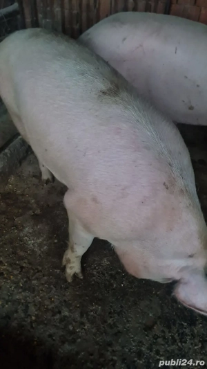 Vand porci de tăiat