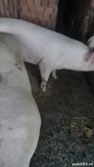 Vand porci de tăiat - imagine 3