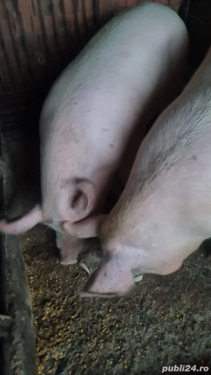 Vand porci de tăiat - imagine 2