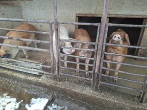 Vand porci de carne. - imagine 2