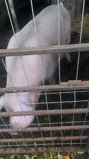 Porc castrat de vanzare  - imagine 2