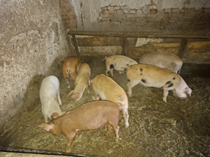 Vand purcei in varsta de 3 luni.