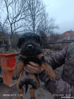Jagd-Terrier  - imagine 2