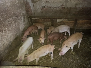 Vand purcei in varsta de 3 luni. - imagine 2