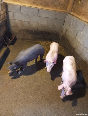 Disponibili 3 șoldanei - imagine 2