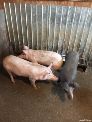 Disponibili 3 șoldanei