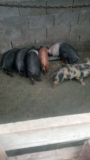 Vând 6 purcei bazna, o scrofiță  si 5 mascuri