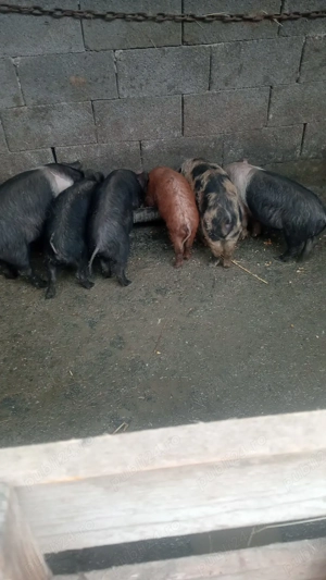 Vând 6 purcei bazna, o scrofiță  si 5 mascuri - imagine 2