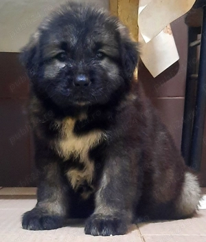 Puiuți Ciobănesc Caucazian rasă pură 100% talie gigant mare linie foarte frumoasă! - imagine 3