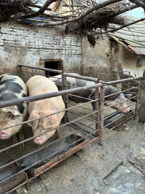 Porci de vanzare  - imagine 5