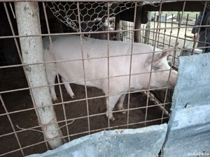 Vand porc  - imagine 4