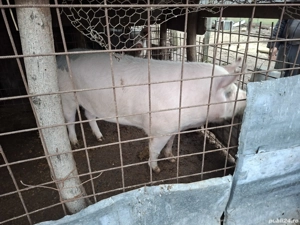 Vand porc  - imagine 5