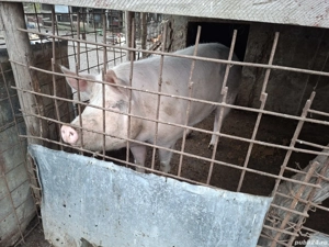 Vand porc  - imagine 2