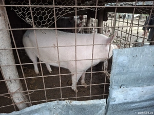 Vand porc  - imagine 3