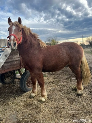 Vand armasar 1 an si 10 luni