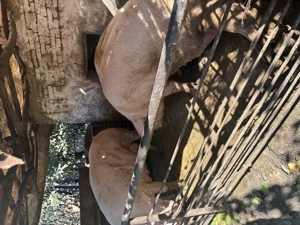 Vand porci  - imagine 4