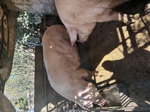 Vand porci  - imagine 2