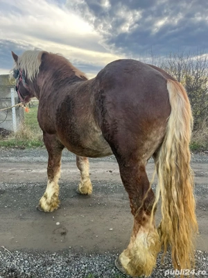 Vand armasar 4 ani - imagine 3