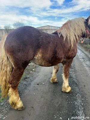 Vand armasar 4 ani - imagine 2