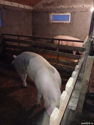 Porci de Vanzare