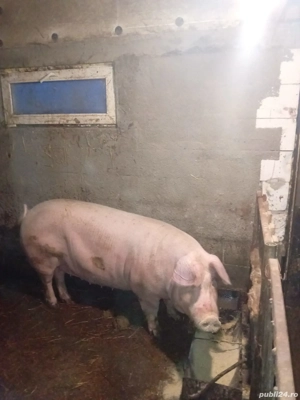 Porci de Vanzare - imagine 3