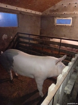 Porci de Vanzare - imagine 4