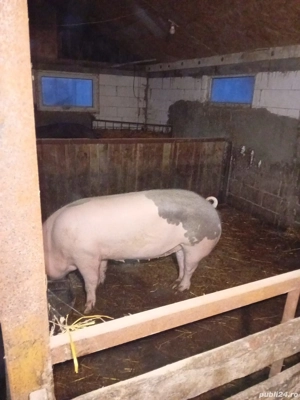 Porci de Vanzare - imagine 5