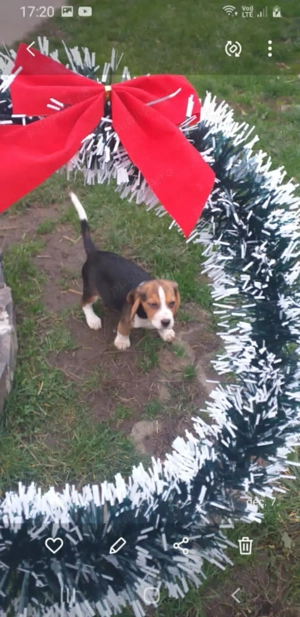 Catelusi beagle tricolor 9 saptamani (fetita) - imagine 2