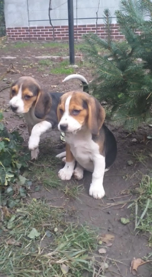 Catelusi beagle tricolor 9 saptamani (fetita) - imagine 3