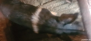 porc pentru sacrificat 