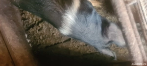 porc pentru sacrificat  - imagine 3