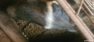 porc pentru sacrificat  - imagine 4