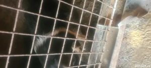 porc pentru sacrificat  - imagine 2