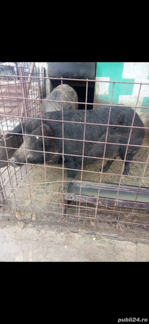 Porci mangalița cu mistreț pentru sacrificat, preț negociabil - imagine 3