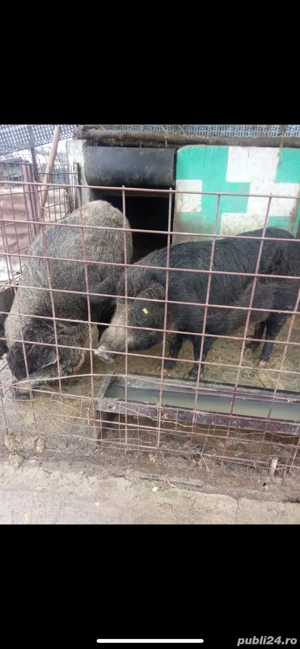 Porci mangalița cu mistreț pentru sacrificat, preț negociabil