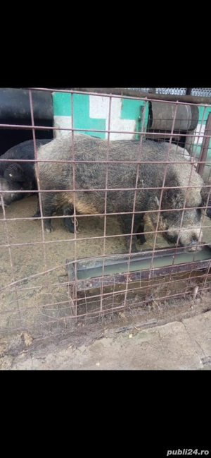 Porci mangalița cu mistreț pentru sacrificat, preț negociabil - imagine 2