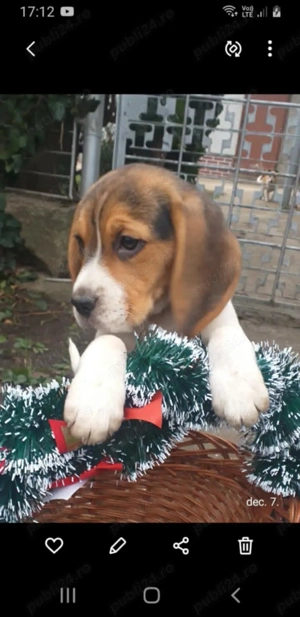 Catelusi beagle tricolor 9 saptamani (fetita) - imagine 4