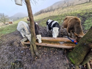 Vaci de vanzare Mediaș