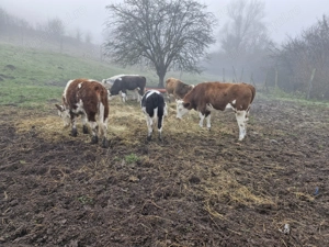 Vaci de vanzare Mediaș - imagine 2