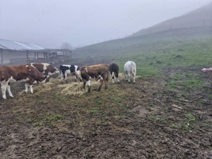 Vaci de vanzare Mediaș - imagine 3