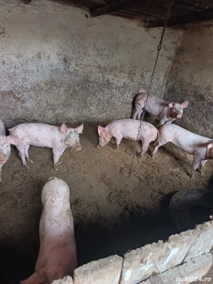 Purcei si porci de vanzare  - imagine 3