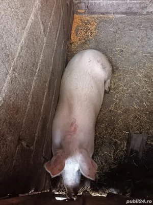 Purcei si porci de vanzare  - imagine 4